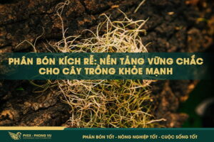 Phân Bón Kích Rễ: Nền Tảng Vững Chắc Cho Cây Trồng Khỏe Mạnh