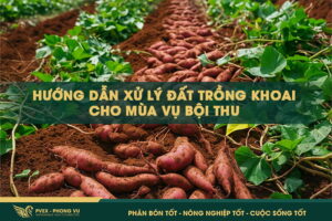 Hướng dẫn xử lý đất trồng khoai cho mùa vụ bội thu