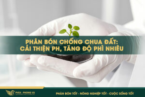 Phân Bón Sinh Học: Hướng Tới Nông Nghiệp Hữu Cơ Và Bền Vững