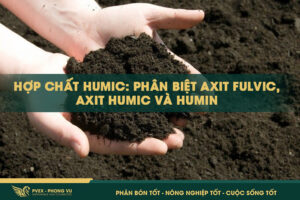 Hợp Chất Humic: Phân Biệt Axit Fulvic, Axit Humic và Humin