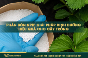 Phân Bón NPK: Giải Pháp Dinh Dưỡng Hiệu Quả Cho Cây Trồng
