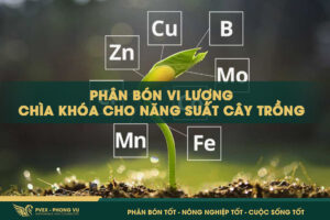 Phân Bón Vi Lượng: Chìa Khóa Cho Năng Suất Cây Trồng