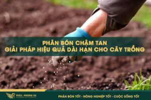 Phân Bón Chậm Tan: Giải Pháp Hiệu Quả Dài Hạn Cho Cây Trồng