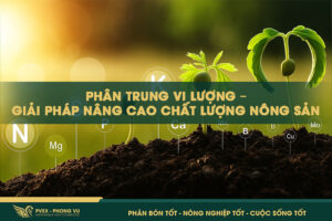 Phân trung vi lượng – Giải pháp nâng cao chất lượng nông sản