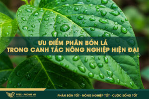 phan bon la phanbonphongvu.com 1