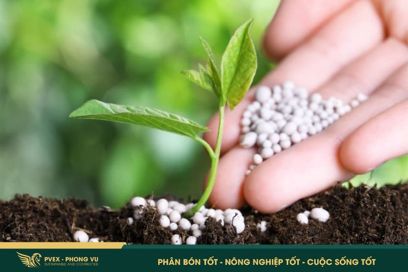 Phân bón hữu cơ: 5 điều cần biết để dùng 3 Phân bón hữu cơ: 5 điều cần biết để dùng