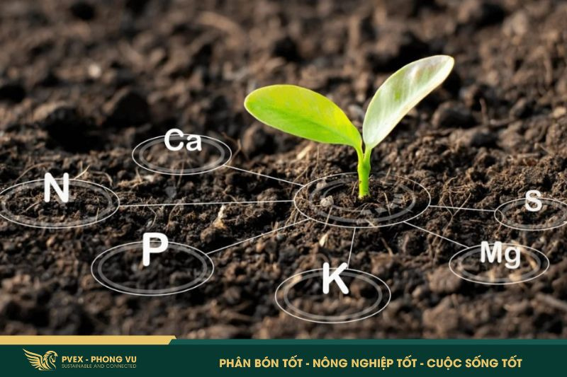 Phân bón hữu cơ: 5 điều cần biết để dùng 4 Phân bón hữu cơ: 5 điều cần biết để dùng