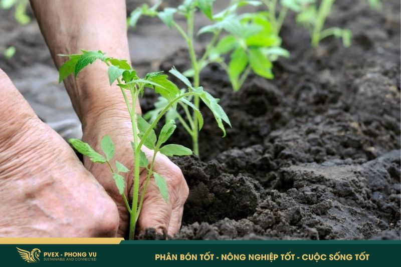 Phân bón hữu cơ: 5 điều cần biết để dùng 5 Phân bón hữu cơ: 5 điều cần biết để dùng