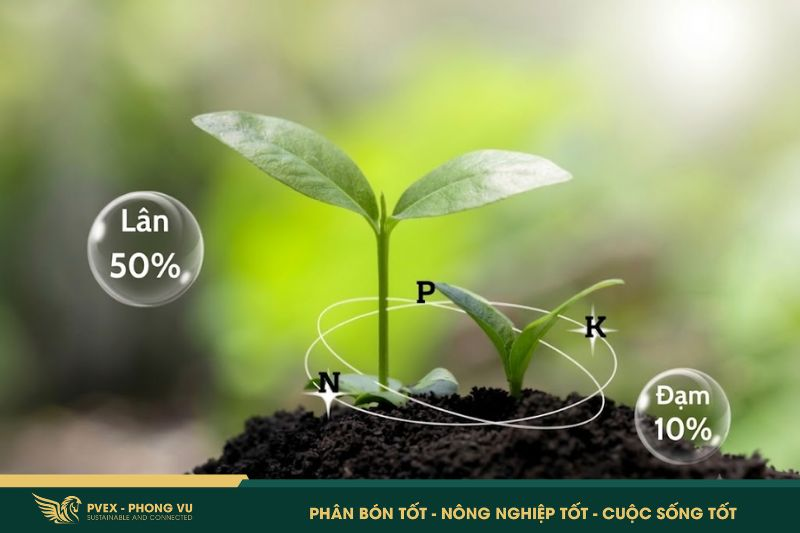 Phân MAP: Bật Mí Công Dụng & Cách Dùng ĐÚNG Chuẩn 2026 3 Phân MAP: Bật Mí Công Dụng & Cách Dùng ĐÚNG Chuẩn 2026