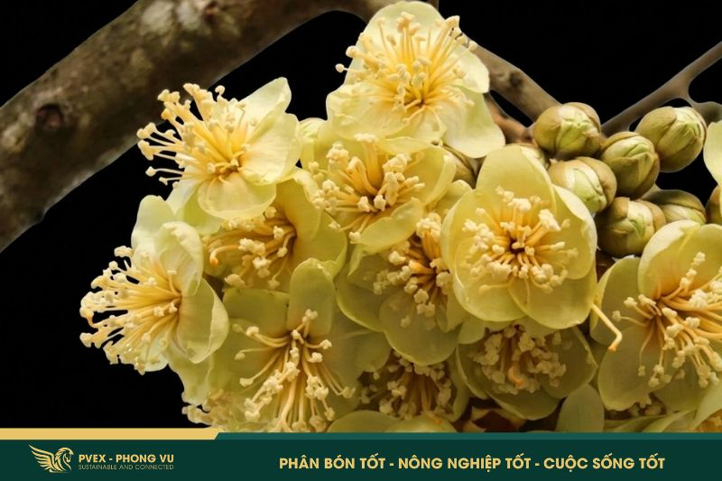 Phân MAP: Bật Mí Công Dụng & Cách Dùng ĐÚNG Chuẩn 2026 2 Phân MAP: Bật Mí Công Dụng & Cách Dùng ĐÚNG Chuẩn 2026