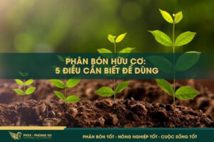 ANH BIA WEB 800X533 1 phanbonphongvu.com