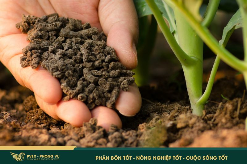 Phân bón hữu cơ: 5 điều cần biết để dùng 1 Phân bón hữu cơ: 5 điều cần biết để dùng