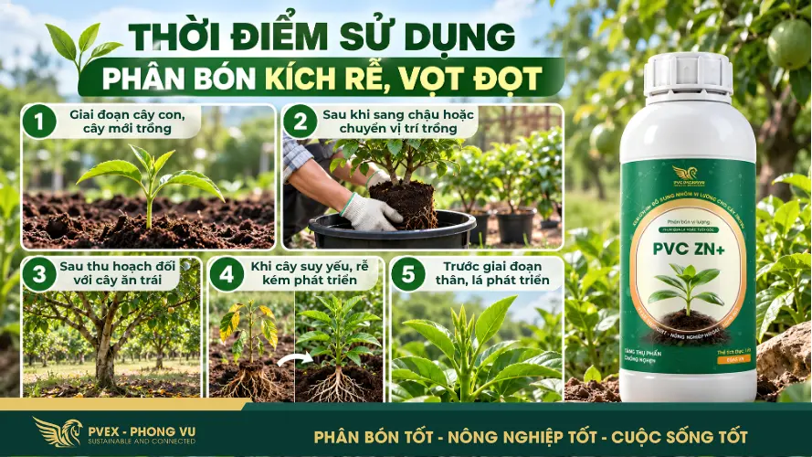 Thời điểm nên sử dụng phân kích rễ để đạt hiệu quả cao