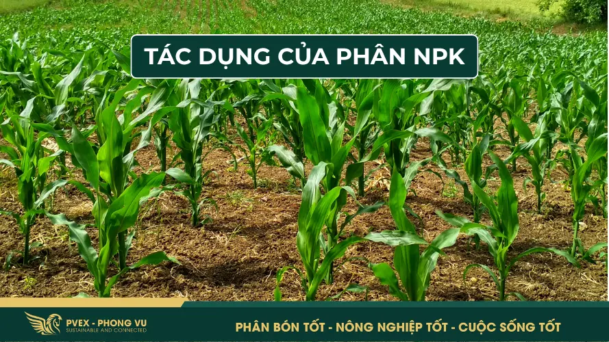 Phân NPK giúp cây trồng cân bằng dinh dưỡng