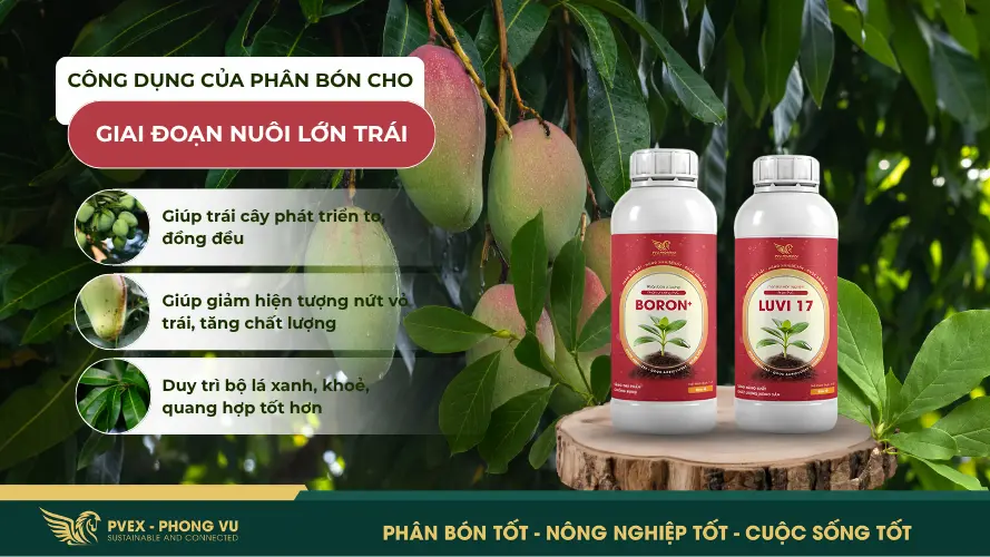 Công dụng của phân bón cho giai đoạn nuôi trái lớn