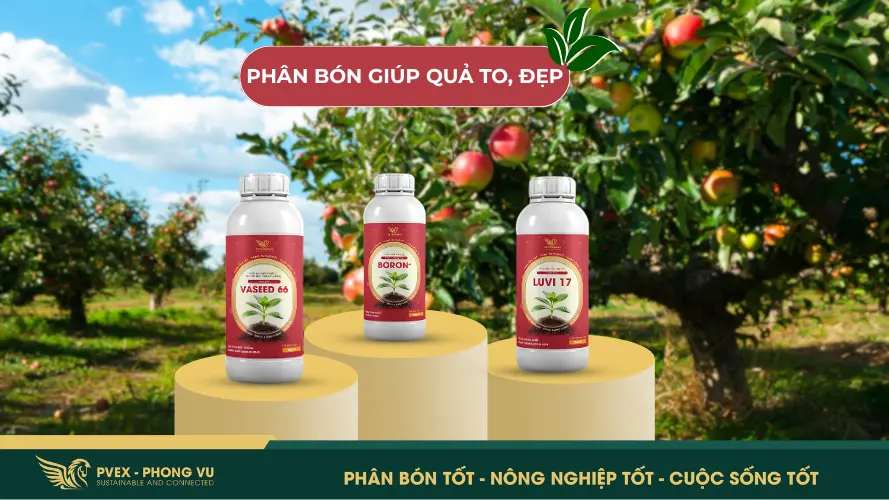 Các loại phân bón giúp cây cho trái lớn, đồng đều