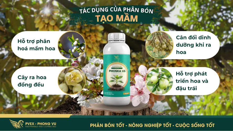 Các tác dụng khi dùng phân bón tạo mầm